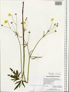 Ranunculus acris L., Eastern Europe, Northern region (E1) (Russia)