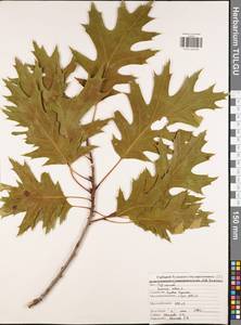 Quercus rubra L., Eastern Europe, Central region (E4) (Russia)