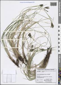 Carex eleusinoides Turcz. ex Kunth, Siberia, Central Siberia (S3) (Russia)