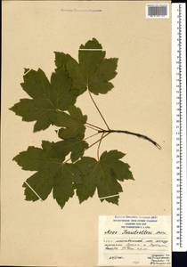 Acer heldreichii subsp. trautvetteri (Medvedev) A. E. Murray, Caucasus, South Ossetia (K4b) (South Ossetia)