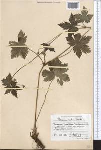 Geranium rectum Trautv., Middle Asia, Western Tian Shan & Karatau (M3) (Kyrgyzstan)