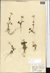 Ranunculus transiliensis Popov ex Gamajun., Middle Asia, Northern & Central Tian Shan (M4) (Kyrgyzstan)