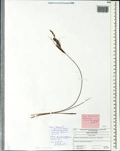 Carex cespitosa L., Eastern Europe, Central forest region (E5) (Russia)