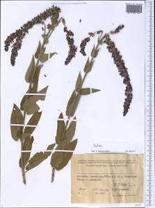 Salvia, Middle Asia, Western Tian Shan & Karatau (M3) (Kyrgyzstan)