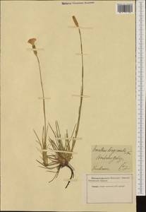 Dianthus sylvestris subsp. longicaulis (Ten.) Greuter & Burdet, Western Europe (EUR)