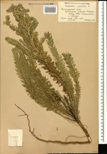 Euphorbia paralias L., Caucasus, Black Sea Shore (from Novorossiysk to Adler) (K3) (Russia)