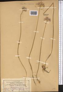 Allium rubellum M.Bieb., Middle Asia, Kopet Dag, Badkhyz, Small & Great Balkhan (M1) (Turkmenistan)