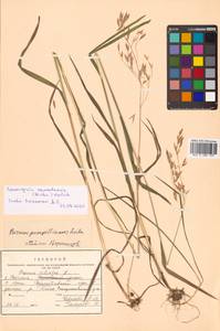 Bromus pumpellianus Scribn., Siberia, Russian Far East (S6) (Russia)