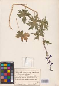 Delphinium elatum L., Siberia, Western Siberia (S1) (Russia)