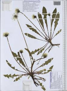 Taraxacum pseudomurbeckianum Tzvelev, Caucasus, Black Sea Shore (from Novorossiysk to Adler) (K3) (Russia)