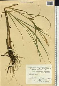 Carex atherodes Spreng., Siberia, Yakutia (S5) (Russia)