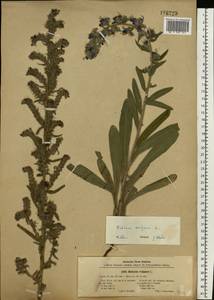 Echium vulgare L., Eastern Europe, South Ukrainian region (E12) (Ukraine)