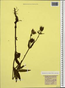 Silene latifolia subsp. latifolia, Caucasus, Stavropol Krai, Karachay-Cherkessia & Kabardino-Balkaria (K1b) (Russia)