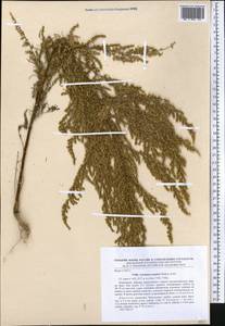 Artemisia scoparia Waldst. & Kit., Middle Asia, Western Tian Shan & Karatau (M3) (Kyrgyzstan)