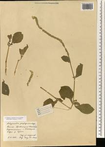 Achyranthes coynei Santapau, South Asia, South Asia (Asia outside ex-Soviet states and Mongolia) (ASIA) (China)