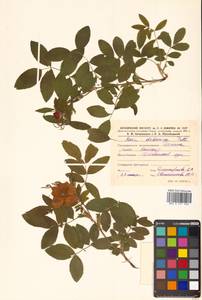 Rosa davurica Pall., Siberia, Russian Far East (S6) (Russia)