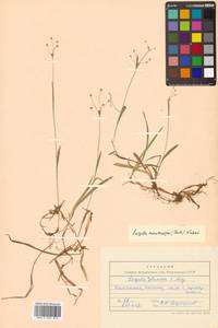 Luzula rufescens var. macrocarpa Buchenau, Siberia, Chukotka & Kamchatka (S7) (Russia)