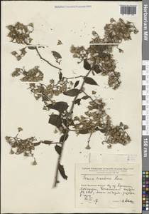 Senecio scandens Buch.-Ham. ex D. Don, South Asia, South Asia (Asia outside ex-Soviet states and Mongolia) (ASIA) (China)