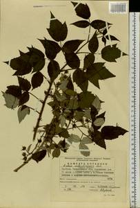 Rubus sachalinensis H. Lév., Eastern Europe, Eastern region (E10) (Russia)