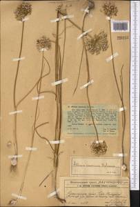 Allium caesium Schrenk, Middle Asia, Western Tian Shan & Karatau (M3) (Kazakhstan)