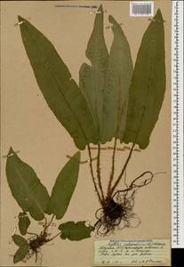 Asplenium scolopendrium subsp. scolopendrium, Caucasus, Abkhazia (K4a) (Abkhazia)