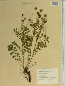 Poterium sanguisorba, Eastern Europe, Central region (E4) (Russia)