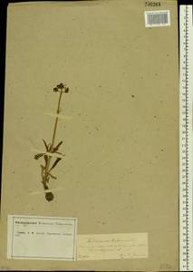 Valeriana tuberosa L., Eastern Europe, Central forest-and-steppe region (E6) (Russia)