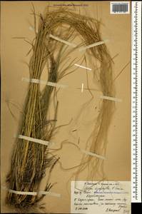 Stipa pennata subsp. pennata, Caucasus, Armenia (K5) (Armenia)