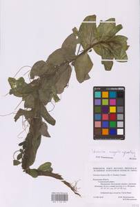 Veronica anagallis-aquatica L., Eastern Europe, Central region (E4) (Russia)