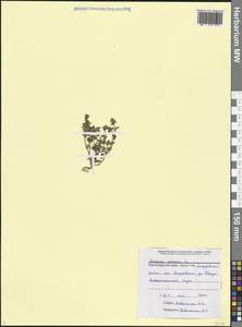 Veronica arvensis L., Caucasus, Black Sea Shore (from Novorossiysk to Adler) (K3) (Russia)