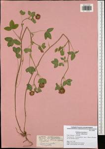 Trifolium hybridum L., Eastern Europe, Central region (E4) (Russia)