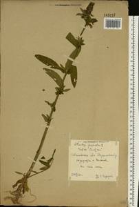Stachys palustris L., Eastern Europe, Central forest region (E5) (Russia)