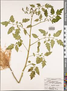 Solanum lycopersicum L., Eastern Europe, Central region (E4) (Russia)