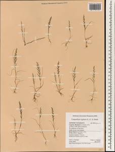 Catapodium rigidum (L.) C.E.Hubb., South Asia, South Asia (Asia outside ex-Soviet states and Mongolia) (ASIA) (Cyprus)