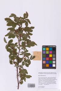 Rosa majalis Herrm., Eastern Europe, Moscow region (E4a) (Russia)
