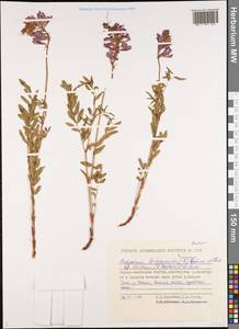 Hedysarum hedysaroides (L.)Schinz & Thell., Siberia, Yakutia (S5) (Russia)