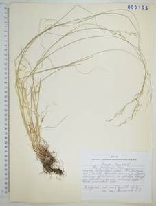 Poa versicolor Besser, Siberia, Russian Far East (S6) (Russia)