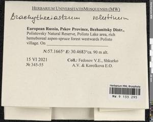 Brachytheciastrum velutinum (Hedw.) Ignatov & Huttunen, Bryophytes, Bryophytes - Novgorod & Pskov Oblasts (B5) (Russia)