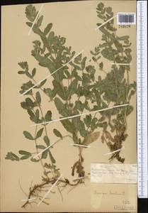 Teucrium scordium L., Middle Asia, Muyunkumy, Balkhash & Betpak-Dala (M9) (Kazakhstan)