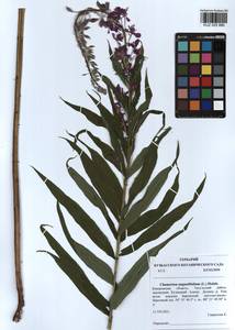 Chamaenerion angustifolium (L.) Scop., Siberia, Altai & Sayany Mountains (S2) (Russia)