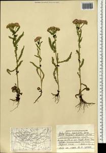 Achillea asiatica Serg., Mongolia (MONG) (Mongolia)