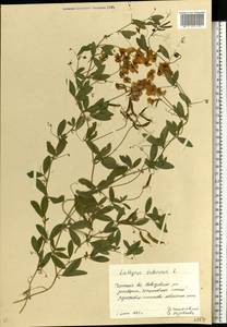 Lathyrus tuberosus L., Eastern Europe, South Ukrainian region (E12) (Ukraine)