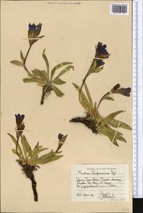 Gentiana kaufmanniana Regel & Schmalh., Middle Asia, Northern & Central Tian Shan (M4) (Kyrgyzstan)