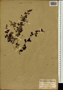 Lespedeza bicolor Turcz., South Asia, South Asia (Asia outside ex-Soviet states and Mongolia) (ASIA) (Japan)