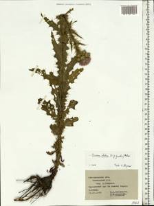 Cirsium alatum (S. G. Gmel.) Bobrov, Eastern Europe, Central forest-and-steppe region (E6) (Russia)