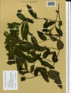 Potamogeton praelongus Wulfen, Eastern Europe, Central region (E4) (Russia)
