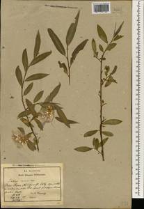 Salix excelsa J.F.Gmel., South Asia, South Asia (Asia outside ex-Soviet states and Mongolia) (ASIA) (Turkey)