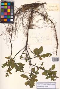 Frangula alnus subsp. alnus, Caucasus, Georgia (K4) (Georgia)