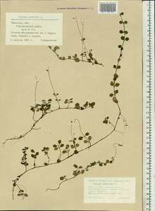 Linnaea borealis L., Siberia, Western Siberia (S1) (Russia)