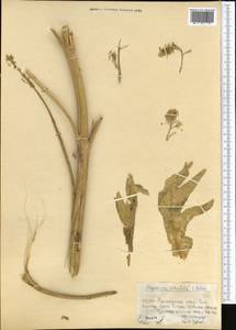 Megacarpaea orbiculata B. Fedtsch., Middle Asia, Western Tian Shan & Karatau (M3) (Kazakhstan)